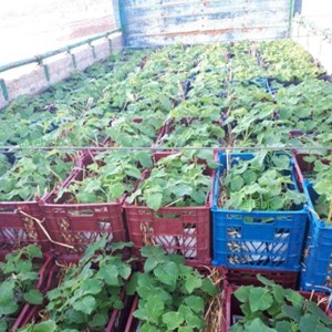 انواع نهال پالونیا هیبرید اصلاح شده خرید و فروش پالونیا قیمت درخت پالونیا  انواع نهال پالونیا زراعت چوب پالونیا کاشت درخت پالونیا کشت نهال پالونیا 